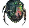 213392 – Photo : Scarab63 – France (63)